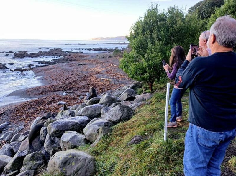 Kaikura: Small Group Tour- optional Whale, Dolphin, Zipline - A Deep Dive into the Experience