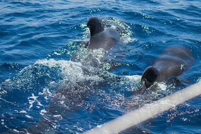 Kailani All Inclusive Private Charter - Frequently Asked Questions