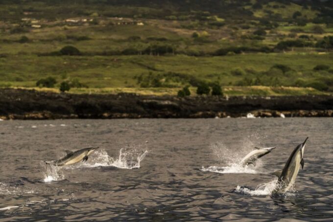 Kailua-Kona: Big Island Morning Snorkeling Tour With Lunch - What to Expect