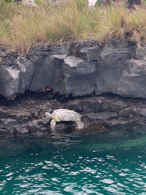 Kailua-Kona: Captain Cook Reef Catamaran Day Trip With Lunch - Tour Details and Inclusions