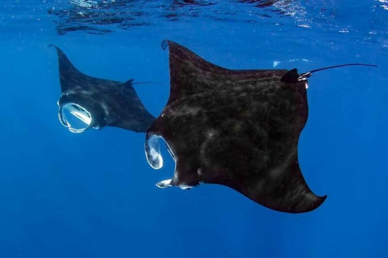 Kailua Kona: Dolphin, Sea Cave and Captain Cook Snorkel Tour - Key Points