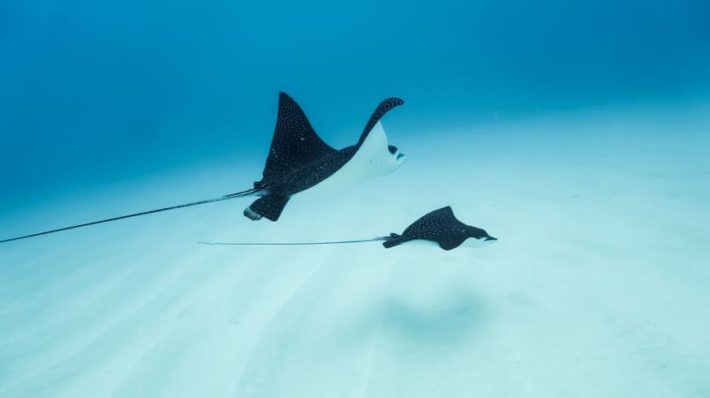 Kailua-Kona: Dolphin Watch Speedboat Snorkel Cruise and BBQ - Key Points