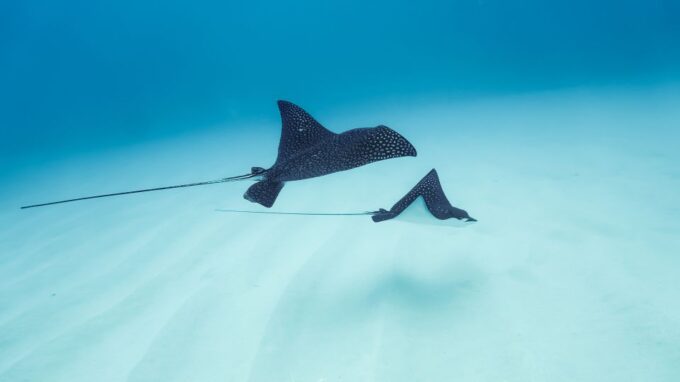 Kailua-Kona: Dolphin Watch Speedboat Snorkel Cruise and BBQ - Customer Reviews