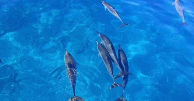 Kailua-Kona: Dolphin Watch Speedboat Snorkel Cruise and BBQ - Pricing and Availability