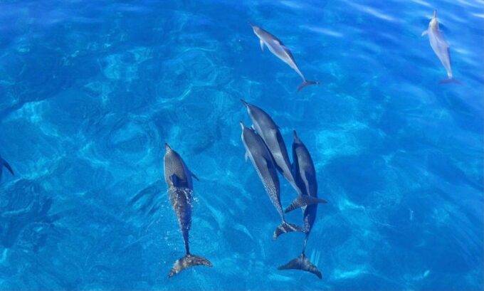 Kailua-Kona: Dolphin Watch Speedboat Snorkel Cruise and BBQ - Highlights and Feedback