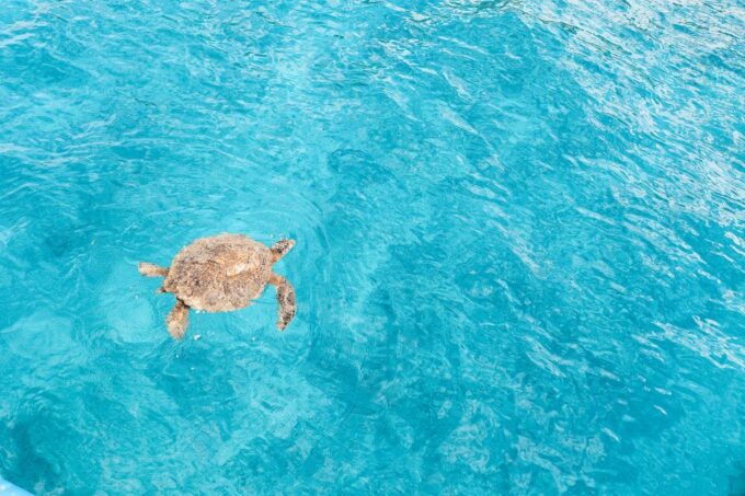 Kailua-Kona: Dolphin Watch Speedboat Snorkel Cruise and BBQ - Frequently Asked Questions