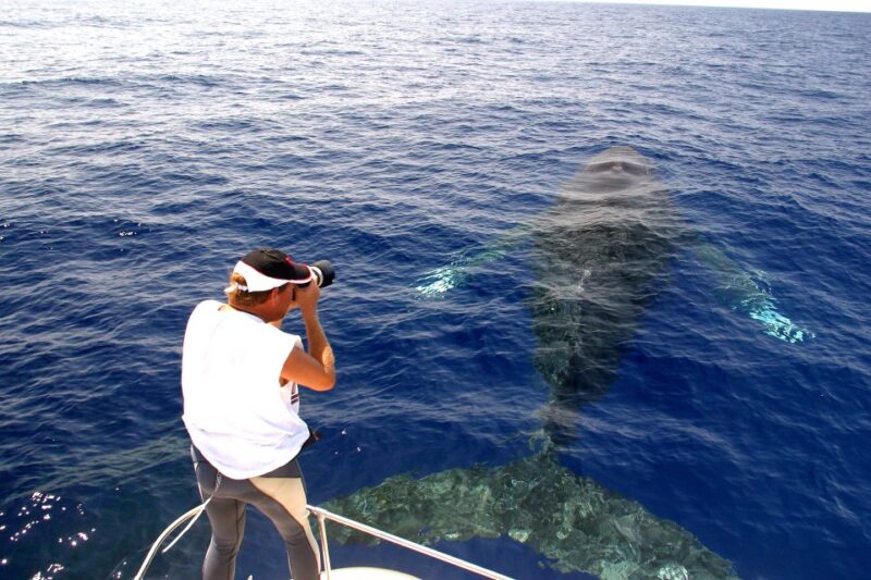 Kailua Kona: Humpback Whale Watching Adventure Cruise - Schedule and Meeting Information