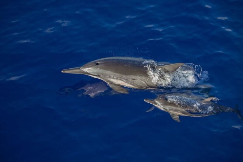 Kailua Kona: Humpback Whale Watching Adventure Cruise - Planning Your Adventure
