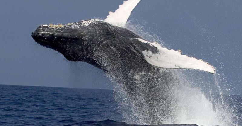 Kailua Kona: Humpback Whale Watching Adventure Cruise - Additional Information