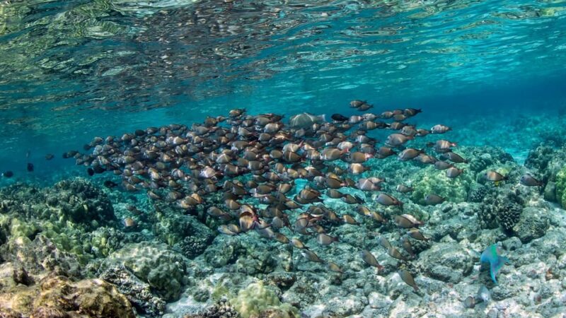 Kailua-Kona: Kealakekua Bay and Captain Cook Monument Tour - Marine Life and Ecosystem
