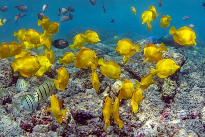 Kailua-Kona: Kealakekua Bay and Captain Cook Monument Tour - Booking and Cancellation Policy