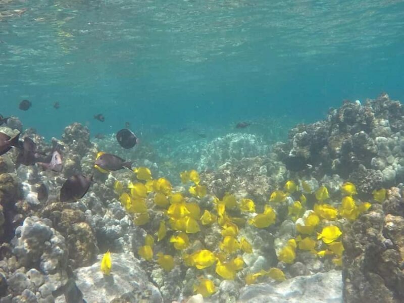 Kailua-Kona: Kealakekua Bay Snorkel and Sail with Lunch - Overall Value and Practicalities