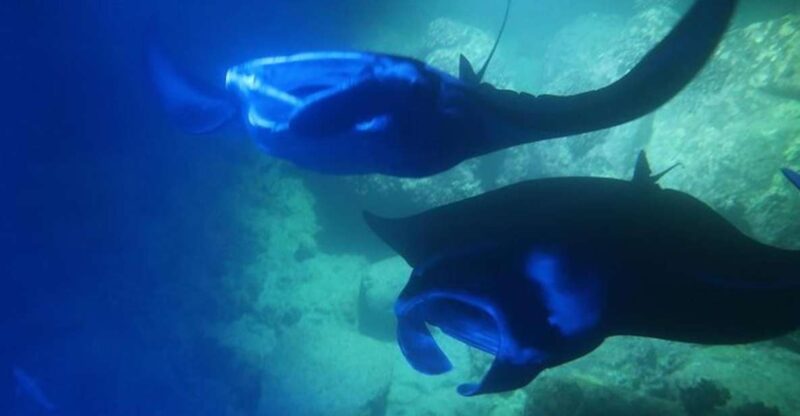 Kailua-Kona: Manta Ray Night Snorkel With Wetsuit - Snorkeling With Manta Rays