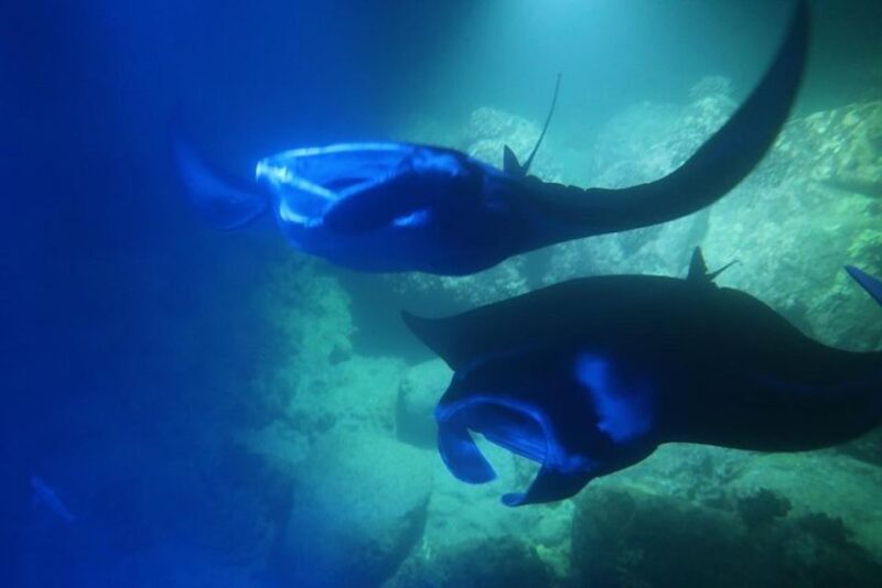 Kailua-Kona: Manta Ray Night Snorkel With Wetsuit - Snorkel Duration and Boat Ride