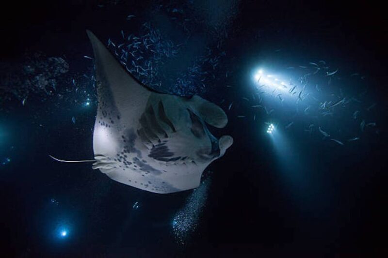 Kailua-Kona: Manta Ray Watching Nighttime Boat Trip - Experience Highlights
