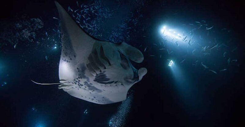 Kailua-Kona: Manta Ray Watching Nighttime Boat Trip - Inclusions
