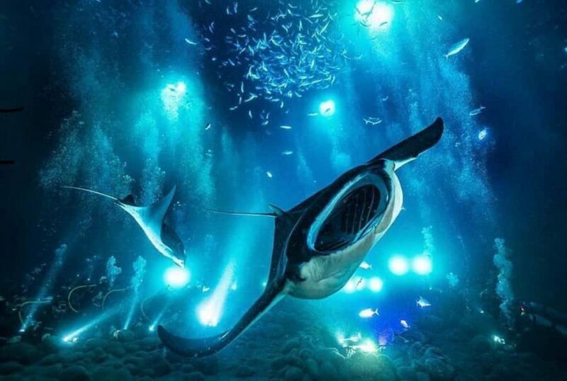 Kailua-Kona: Night Manta Snorkel or Dive - Key Points