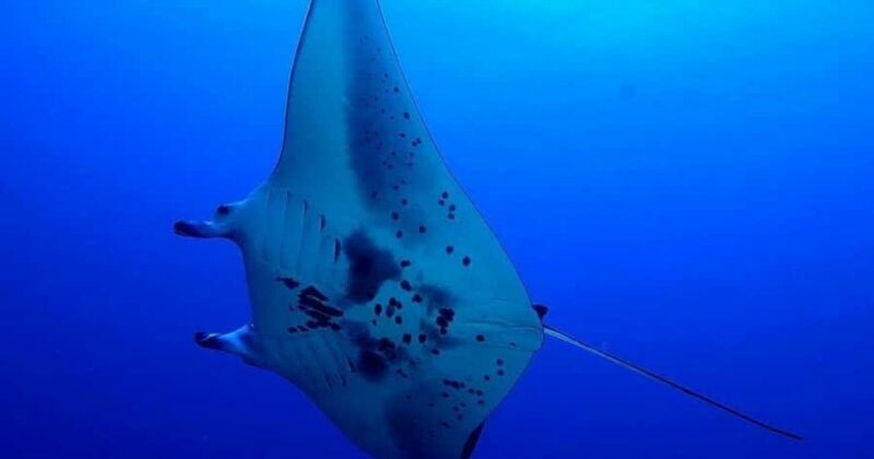 Kailua-Kona: Night Manta Snorkel or Dive - The Practicalities and What To Bring