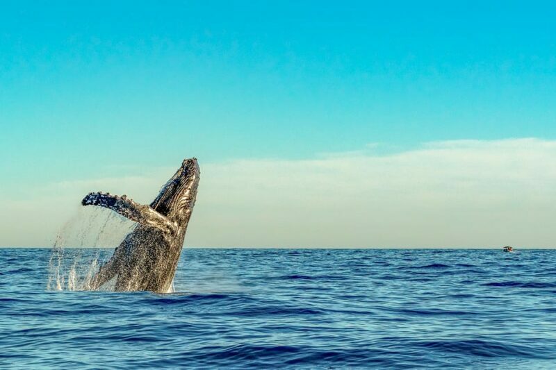 Kailua-Kona: Whale Watching Cruise on the Big Island - Key Points