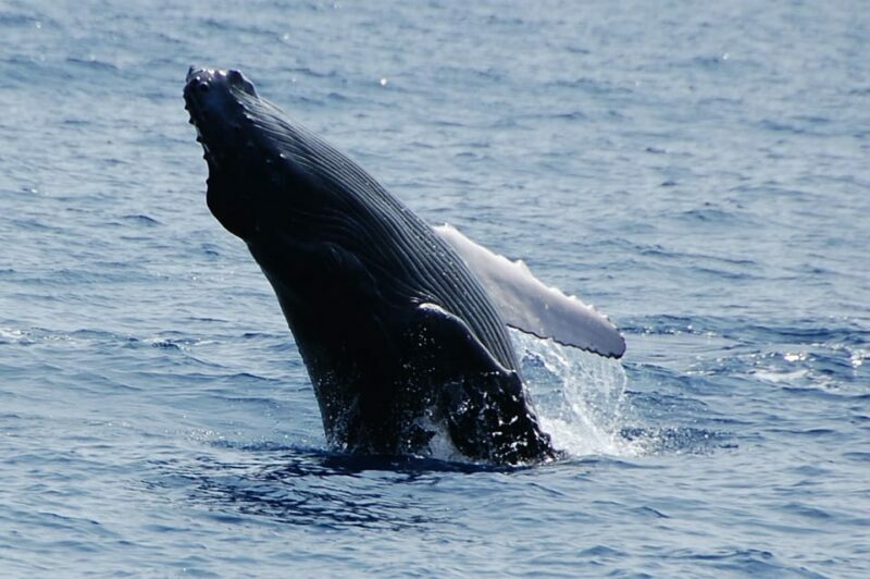 Kailua-Kona: Whale Watching Cruise on the Big Island - An In-Depth Look at the Kailua-Kona Whale Watching Tour