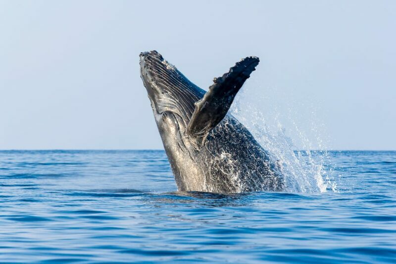 Kailua-Kona: Whale Watching Cruise on the Big Island - Final Thoughts