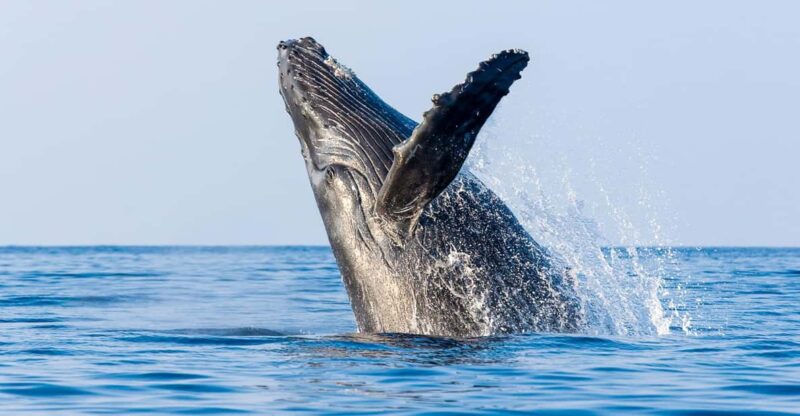 Kailua-Kona: Whale Watching Cruise on the Big Island - Experience Highlights