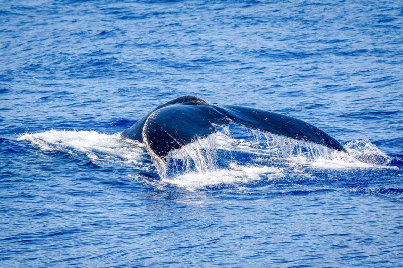 Kailua-Kona: Whale Watching Cruise on the Big Island - Meeting Point and Logistics