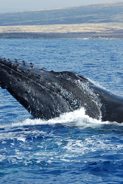 Kailua-Kona: Whale Watching Cruise on the Big Island - Preparing for the Cruise
