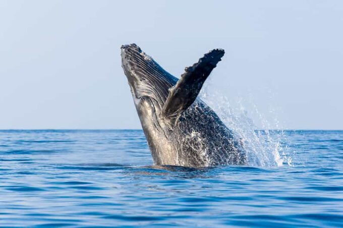 Kailua-Kona: Whale Watching Cruise on the Big Island - What to Expect on the Tour