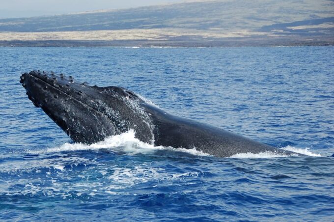 Kailua-Kona: Whale Watching Cruise on the Big Island - Booking and Cancellation Policy