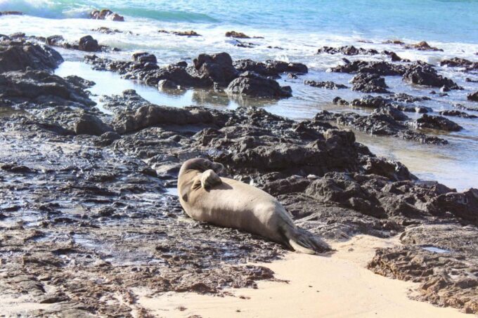 Kailua: Mokulua Islands Kayak Tour With Lunch - Frequently Asked Questions