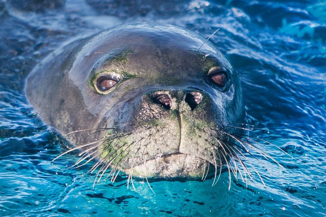 Kaimana Ocean Safari - Additional Details