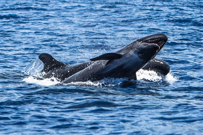 Kaimana Ocean Safari - Cancellation Policy