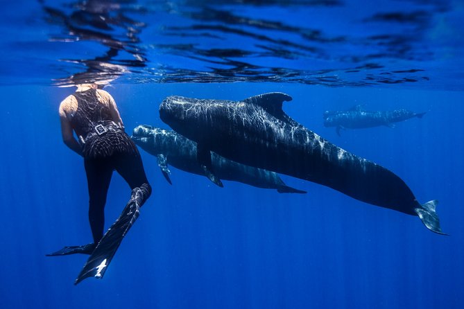 Kaimana Ocean Safari - Marine Life Encounters
