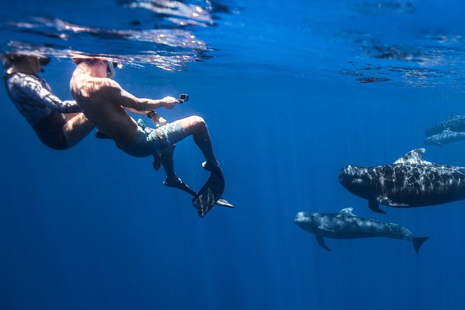 Kaimana Ocean Safari - Educational Aspects