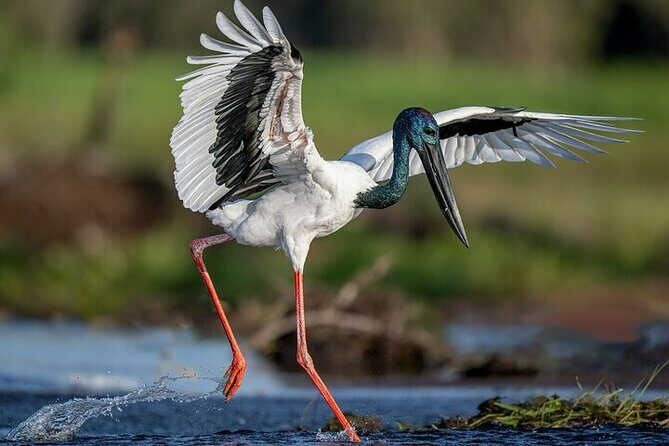 Kakadu National Park Full Day Tour + Yellow Water River Cruise - The Yellow Water River Cruise: Wildlife in Action