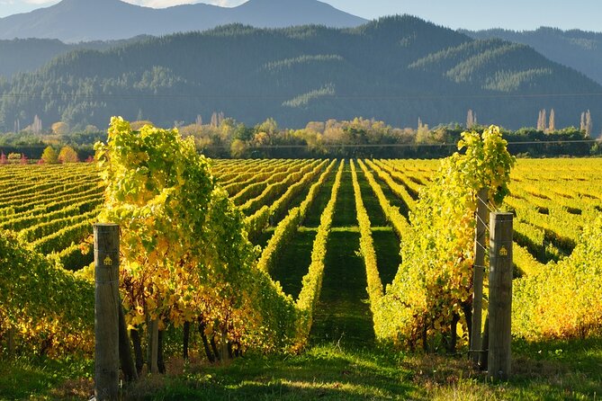 Kakheti: Bodbe (Monastery), Sighnaghi (Love City), Telavi Wine Tour From Tbilisi - Visiting Wine Cellars