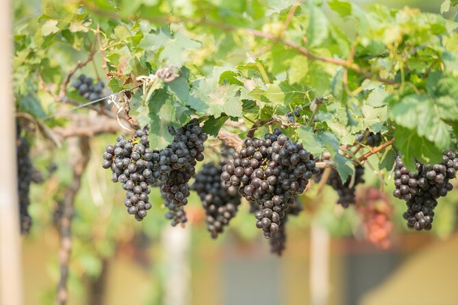 Kakheti.Small Group Wine Tour Including Hotel Pick Up/Drop-Off - Booking Information