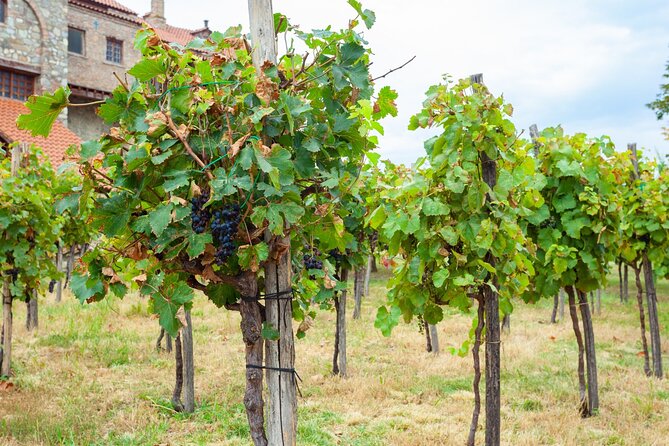 Kakheti.Small Group Wine Tour Including Hotel Pick Up/Drop-Off - Traveler Restrictions