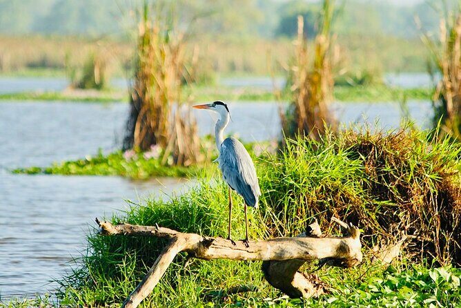 Kalametiya Bird Sanctuary Catamaran Bird Watching Tour - The Sum Up: Is It Worth It?