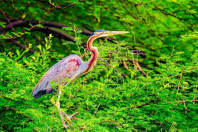 Kalametiya Bird Sanctuary Catamaran Bird Watching Tour - FAQ