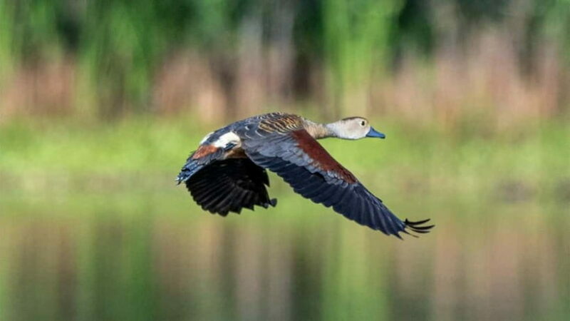 Kalametiya Sanctuary: Bird Watching by Private Boat Tour - Key Points