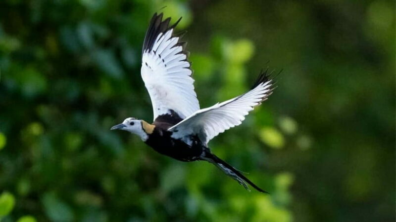 Kalametiya Sanctuary: Bird Watching by Private Boat Tour - An In-Depth Look at the Kalametiya Bird Sanctuary Private Tour