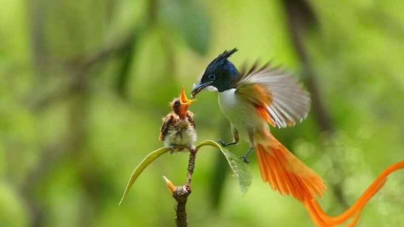 Kalametiya Sanctuary: Bird Watching by Private Boat Tour - The Sum Up