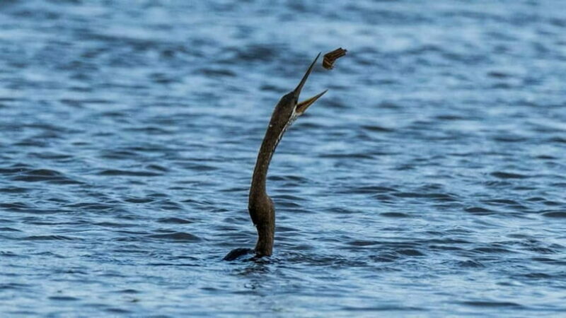 Kalametiya Sanctuary: Bird Watching by Private Boat Tour - FAQ