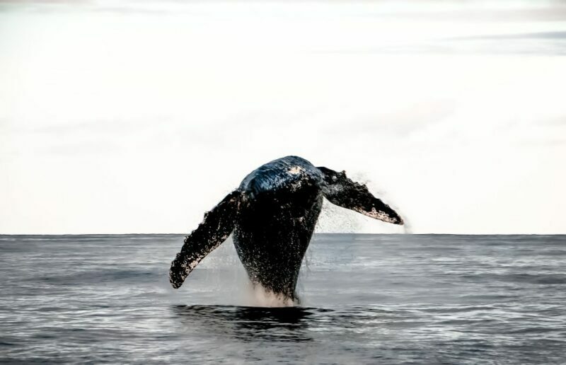 Kalaoa: Big Island & Kona Midday Whale Watching Tour - Practical Details and Tips