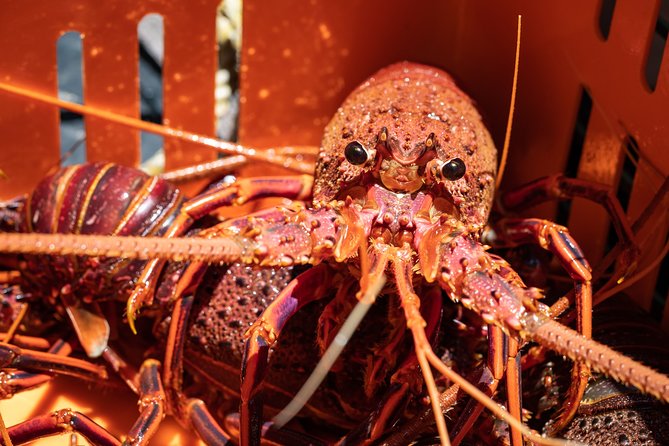 Kalbarri Rock Lobster Pot Pull Tour in Kalbarri - Meeting Point and Accessibility