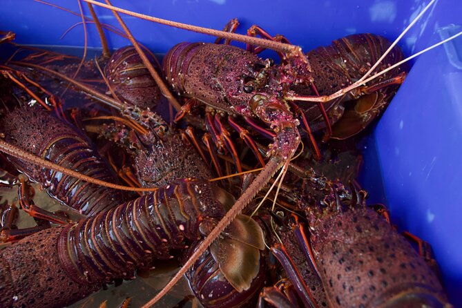 Kalbarri Rock Lobster Pot Pull Tour in Kalbarri - Captivating Reviews and Ratings