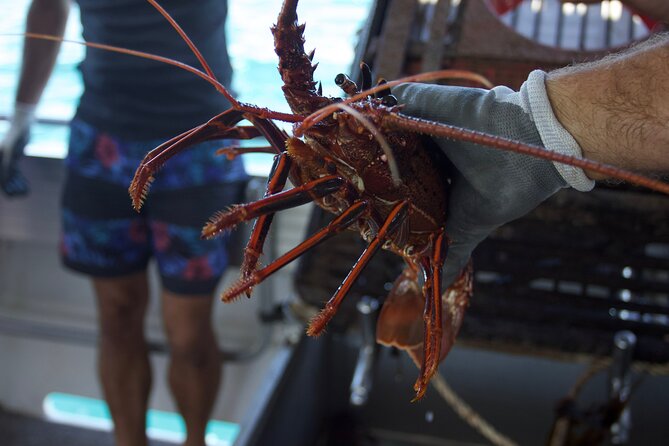 Kalbarri Rock Lobster Pot Pull Tour in Kalbarri - Tour Inclusions and Highlights