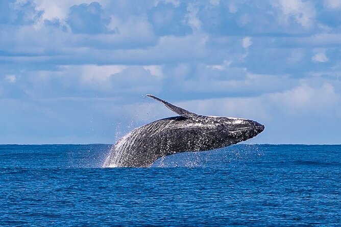 Kalbarri Whale Watching Tour - Meeting and Pickup